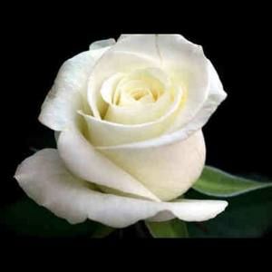 Meet your Posher, Clara